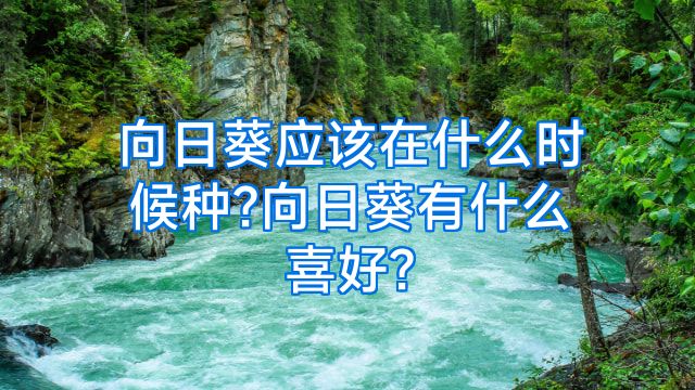 向日葵应该在什么时候种?向日葵有什么喜好?