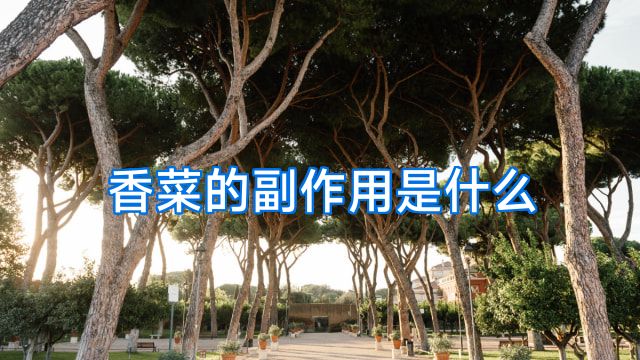 香菜的副作用是什么