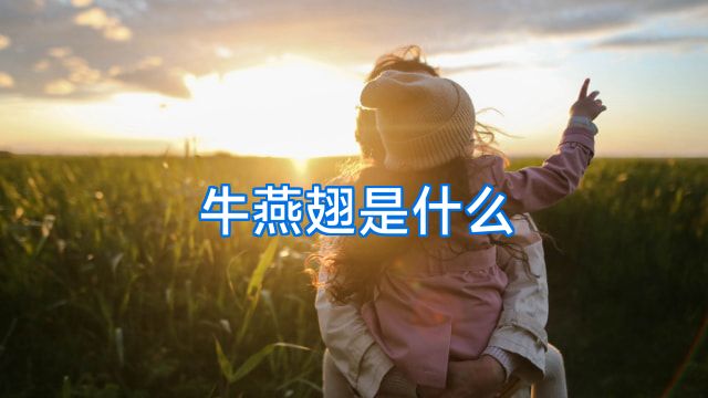 牛燕翅是什么