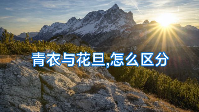 青衣与花旦,怎么区分