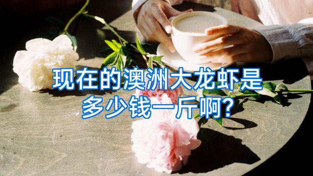 现在的澳洲大龙虾是多少钱一斤啊?
