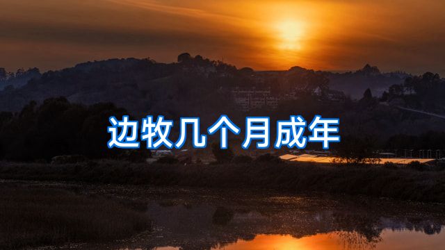 边牧几个月成年