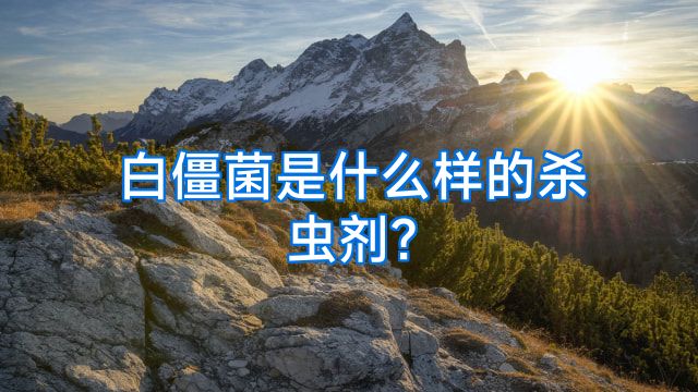 白僵菌是什么样的杀虫剂?