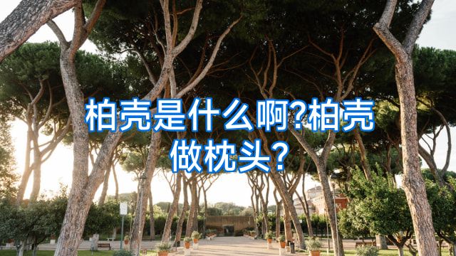 柏壳是什么啊?柏壳做枕头?