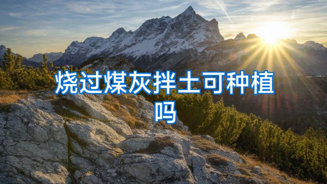 烧过煤灰拌土可种植吗