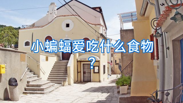 小蝙蝠爱吃什么食物?