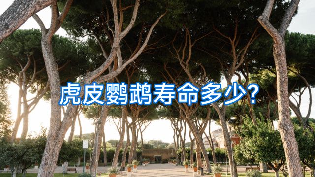 虎皮鹦鹉寿命多少?