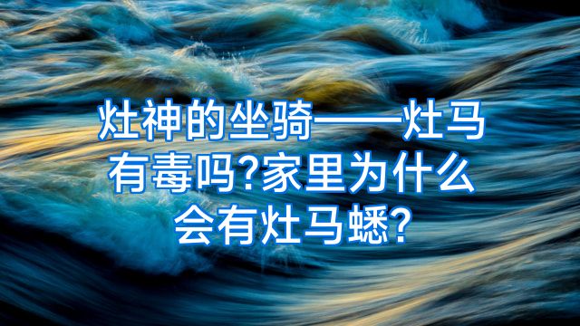 灶神的坐骑——灶马有毒吗?家里为什么会有灶马蟋?