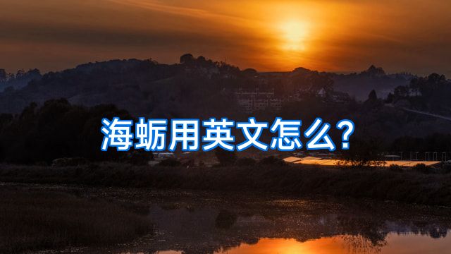 海蛎用英文怎么?