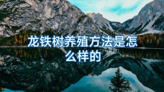 龙铁树养殖方法是怎么样的