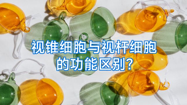 视锥细胞与视杆细胞的功能区别?