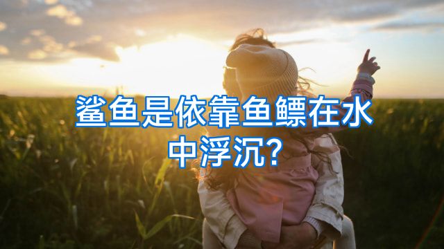 鲨鱼是依靠鱼鳔在水中浮沉?