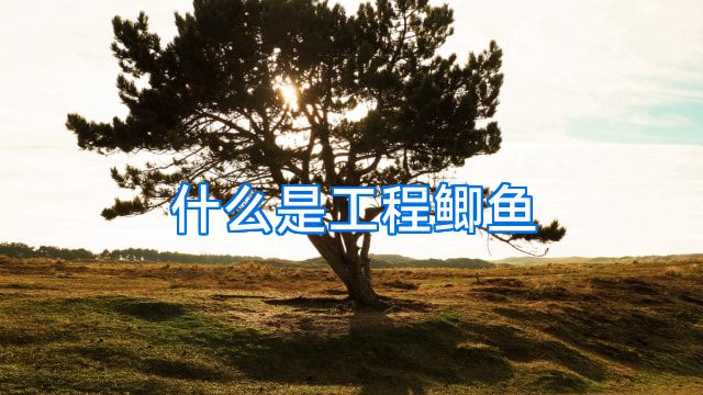 什么是工程鲫鱼
