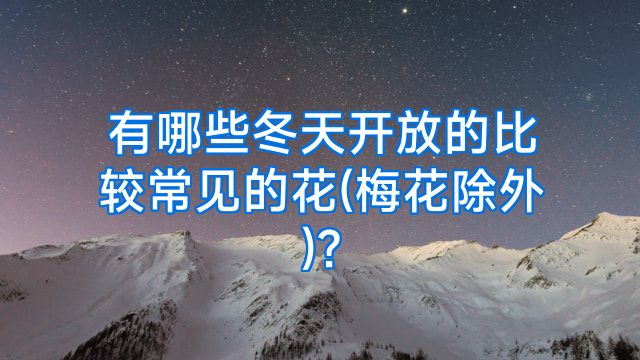 有哪些冬天开放的比较常见的花(梅花除外)?