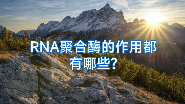 RNA聚合酶的作用都有哪些?