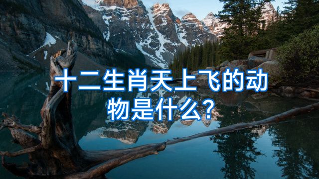 十二生肖天上飞的动物是什么?