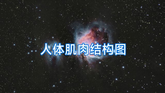 人体肌肉结构图