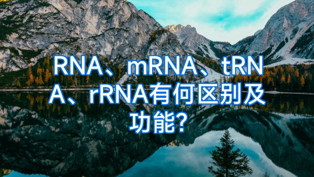 RNA、mRNA、tRNA、rRNA有何区别及功能?