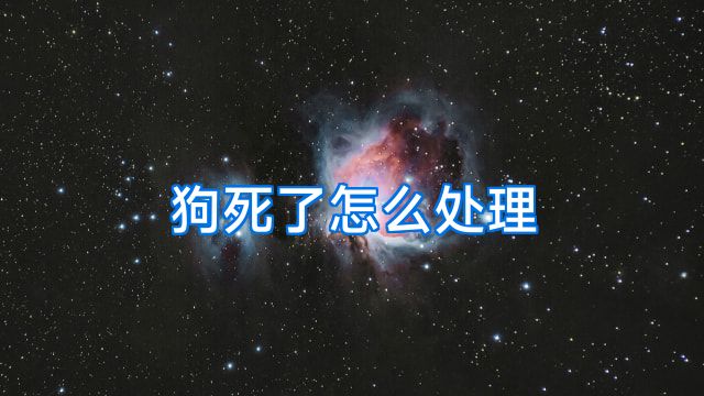 狗死了怎么处理