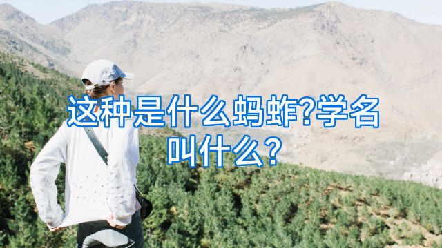这种是什么蚂蚱?学名叫什么?