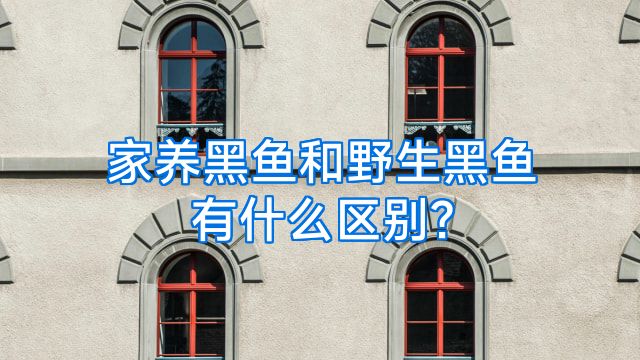 家养黑鱼和野生黑鱼有什么区别?