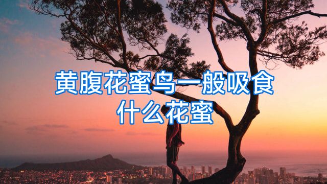 黄腹花蜜鸟一般吸食什么花蜜