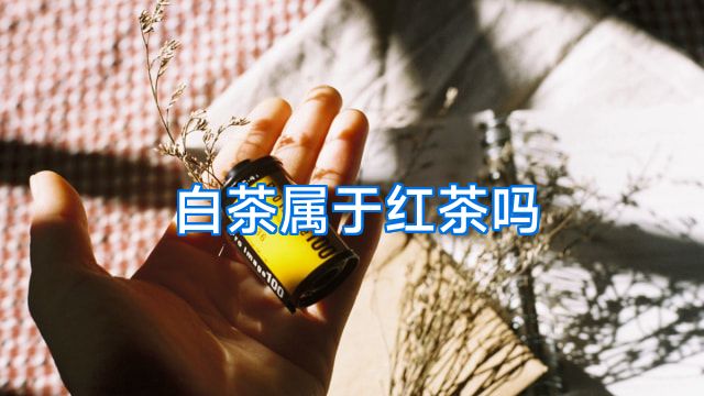 白茶属于红茶吗