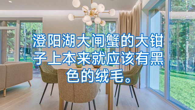 澄阳湖大闸蟹的大钳子上本来就应该有黑色的绒毛。