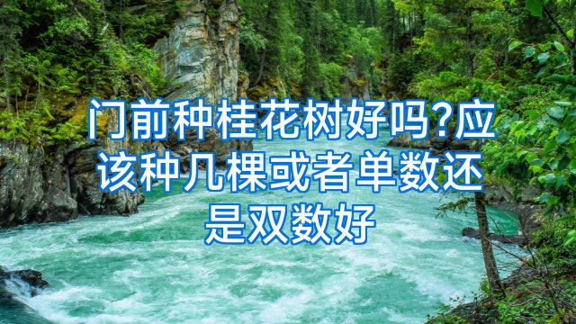 门前种桂花树好吗?应该种几棵或者单数还是双数好