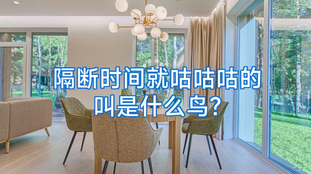 隔断时间就咕咕咕的叫是什么鸟?