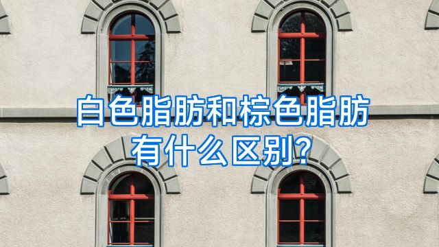 白色脂肪和棕色脂肪有什么区别?