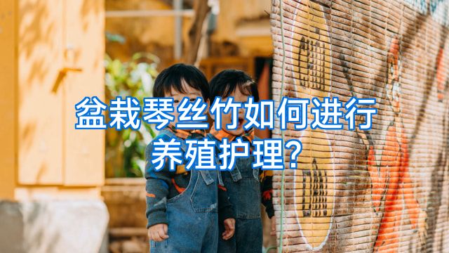 盆栽琴丝竹如何进行养殖护理?