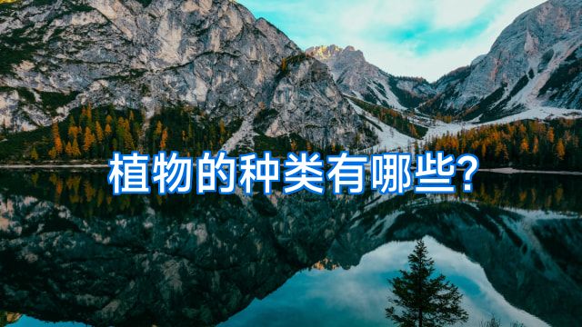 植物的种类有哪些?