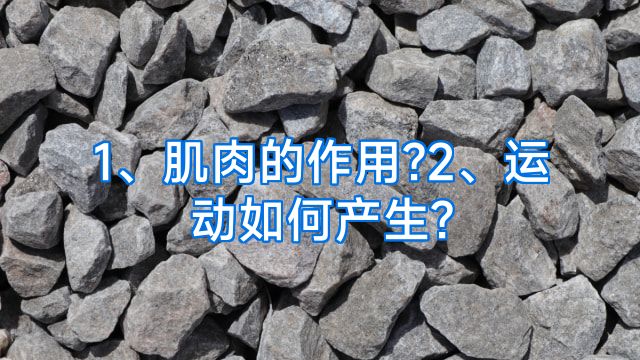 1、肌肉的作用?2、运动如何产生?