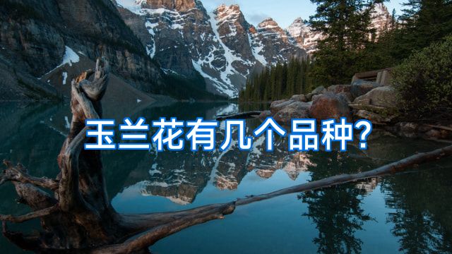 玉兰花有几个品种?