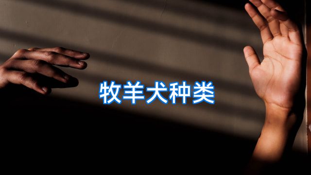 牧羊犬种类