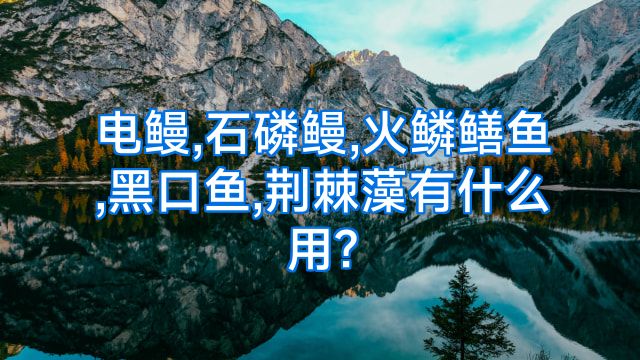 电鳗,石磷鳗,火鳞鳝鱼,黑口鱼,荆棘藻有什么用?
