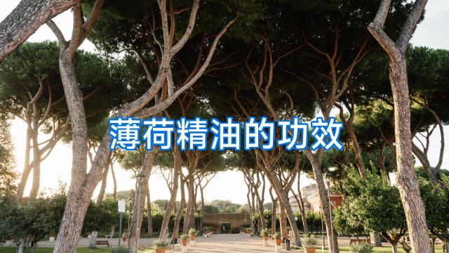 薄荷精油的功效