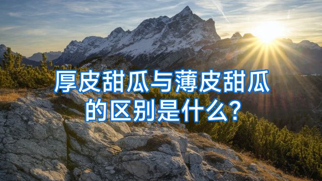 厚皮甜瓜与薄皮甜瓜的区别是什么?