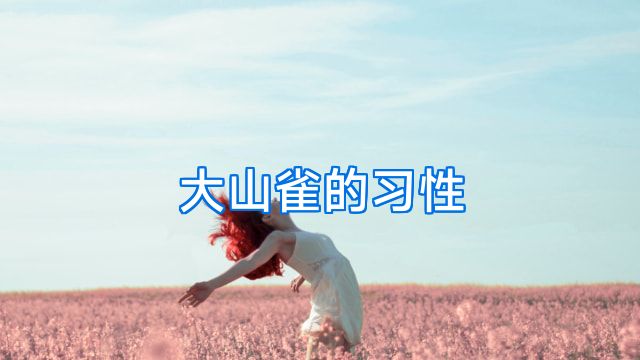 大山雀的习性