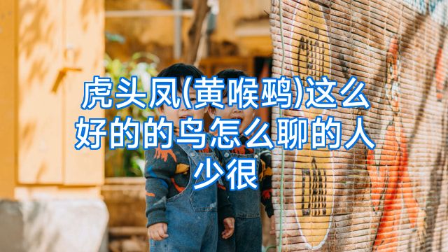 虎头凤(黄喉鹀)这么好的的鸟怎么聊的人少很