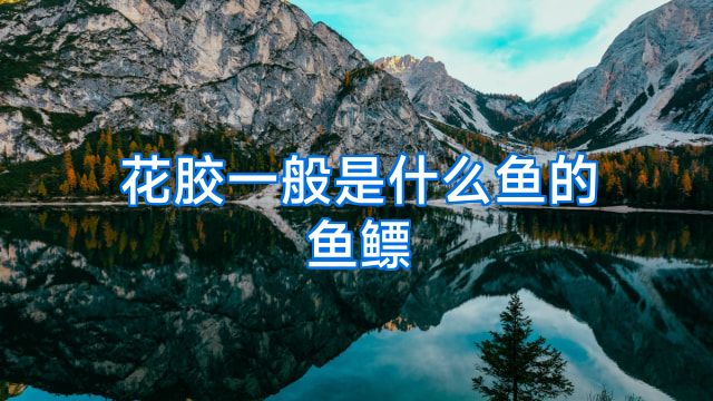 花胶一般是什么鱼的鱼鳔