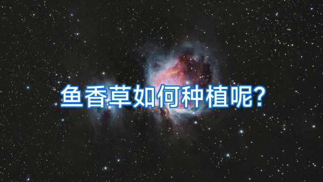 鱼香草如何种植呢?