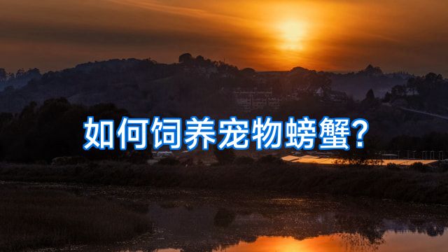 如何饲养宠物螃蟹?