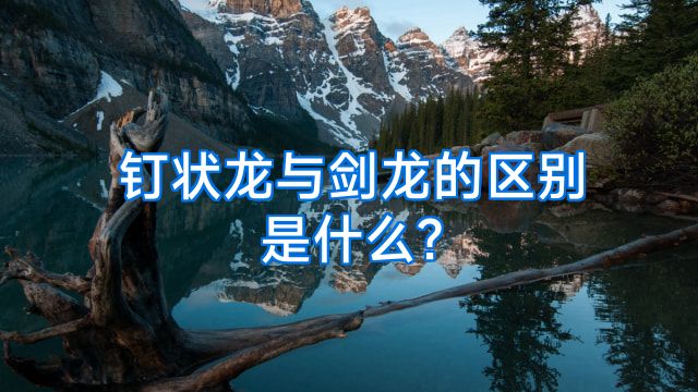 钉状龙与剑龙的区别是什么?