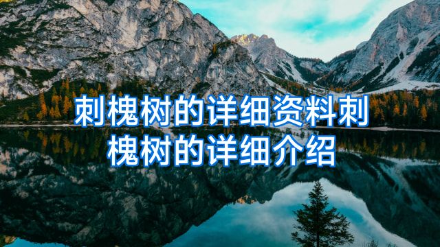 刺槐树的详细资料刺槐树的详细介绍