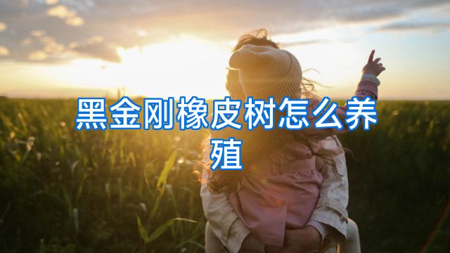 黑金刚橡皮树怎么养殖