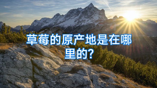 草莓的原产地是在哪里的?