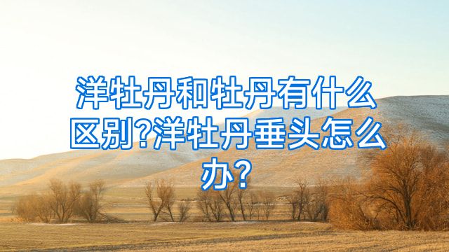 洋牡丹和牡丹有什么区别?洋牡丹垂头怎么办?