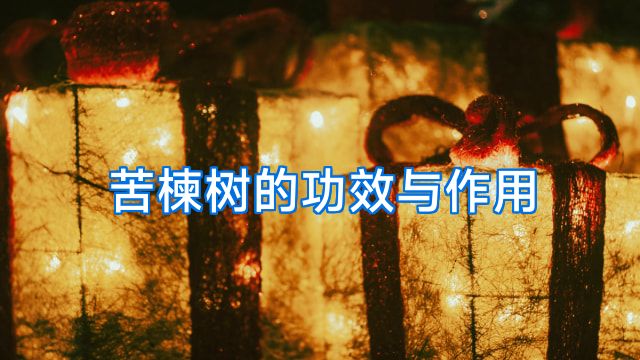 苦楝树的功效与作用